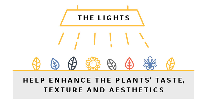 The lights help enhance the plants’ taste, texture and aesthetics.