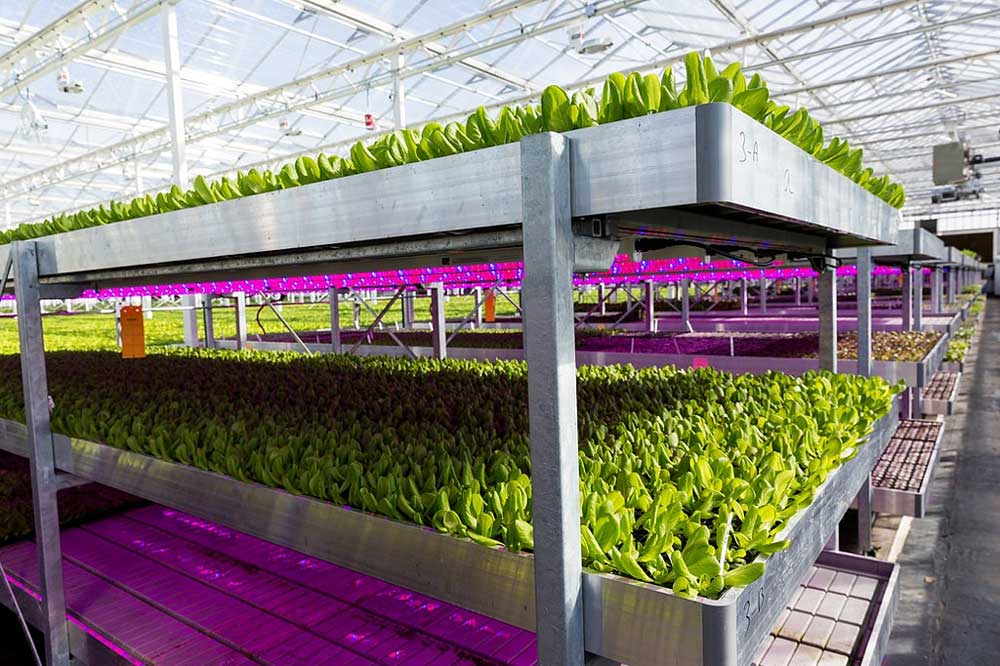 Green leafy vegetables on racks in glass green house