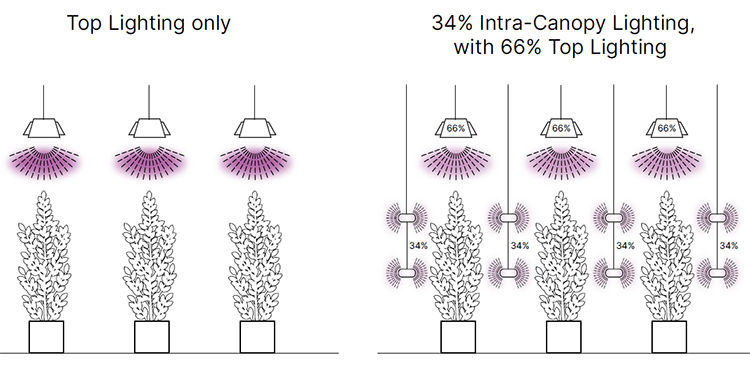 Graphic showing top lighting vs 34% intra-canopy lighting with 66% top lighting