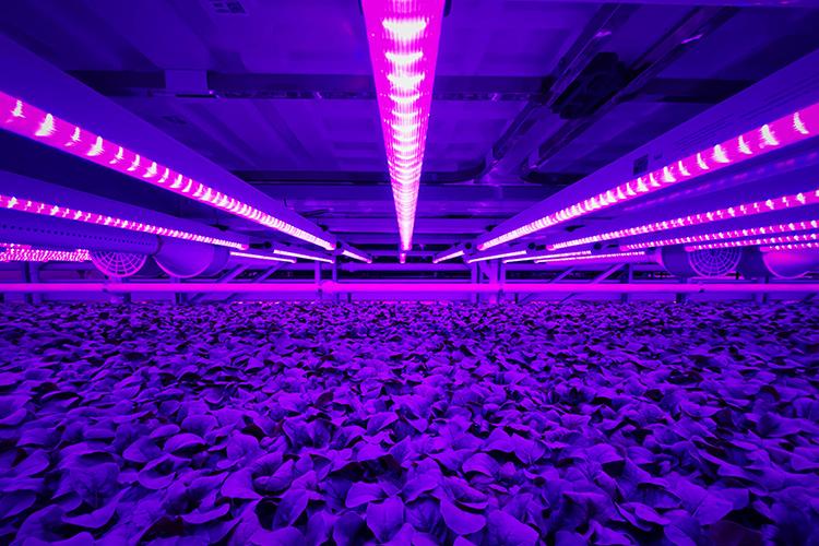 Arize Life LED Grow Lights over plants at Fifth Season