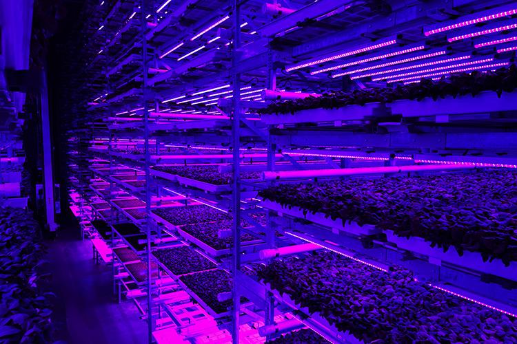 Arize Life LED Vertical Farming at Fifth Season